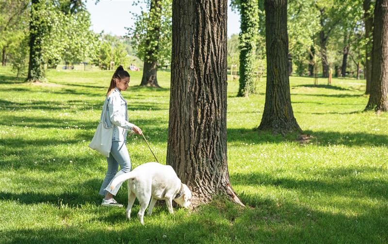 Pourquoi les chiens mangent-ils de l’herbe? Ce que cela signifie et quand s’inquiéter 