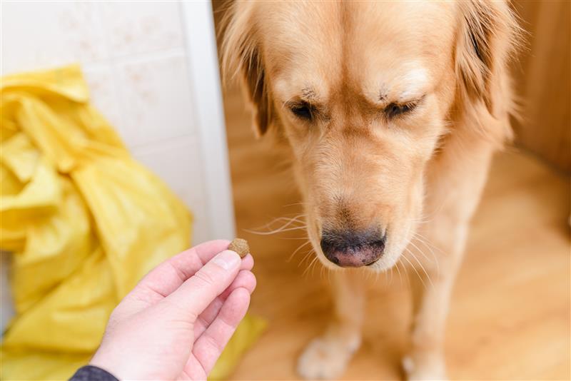 Why Is My Dog a Picky Eater? Causes and Solutions That Actually Work 